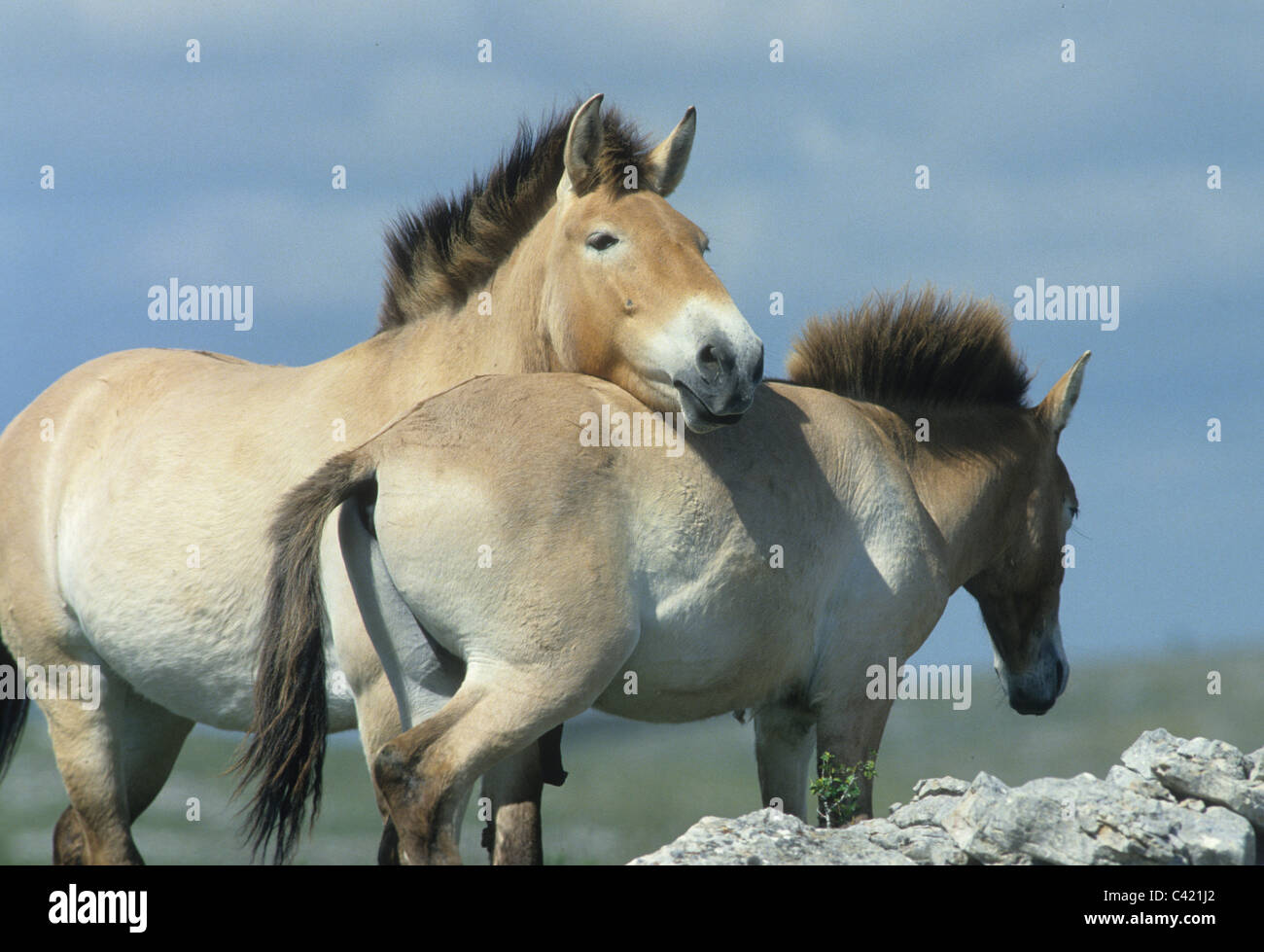 Allevamento di riproduttori di Przewalski (Equus caballus przewalskii) cavalli Cervennes nella regione della Francia prima della spedizione torna alla Mongolia Foto Stock