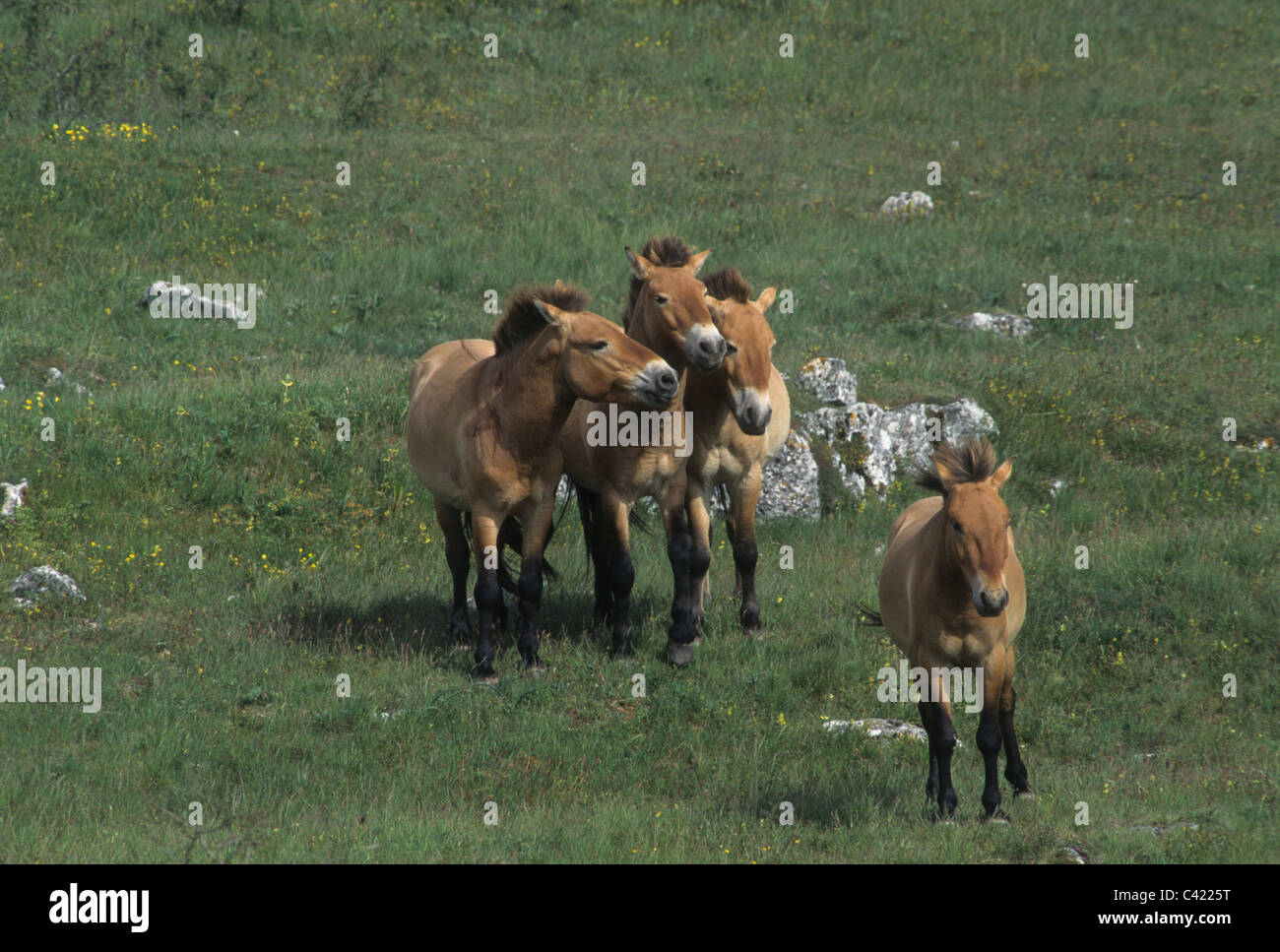 Allevamento di riproduttori di Przewalski (Equus caballus przewalskii) cavalli Cervennes nella regione della Francia prima della spedizione torna alla Mongolia Foto Stock