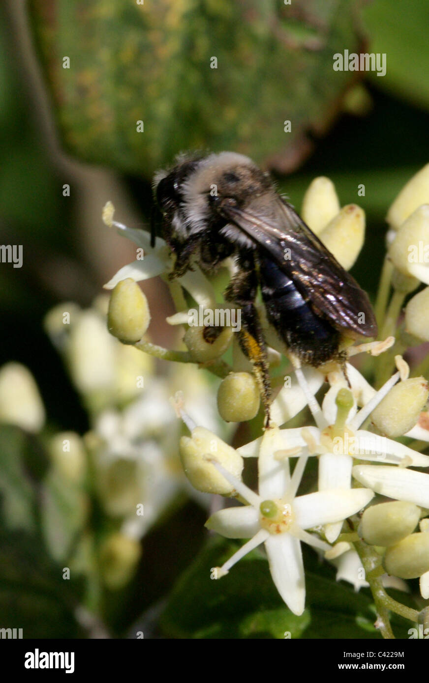Ashy Mining-bee, Andrena cineraria, Andreninae, Andrenidae, Apoidea, Apocrita, Hymenoptera. Maschio. Foto Stock