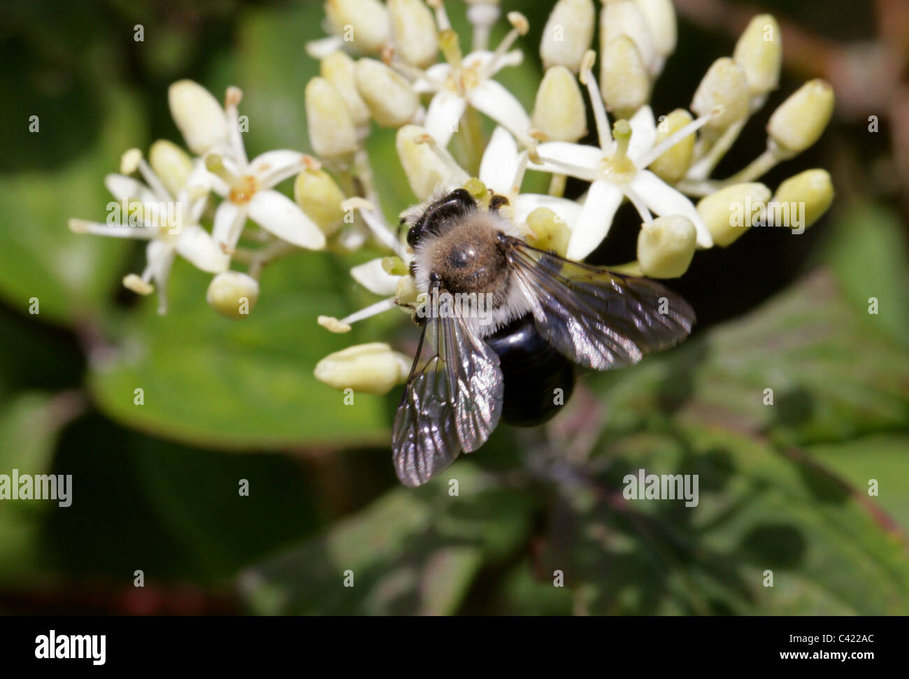 Ashy Mining-bee, Andrena cineraria, Andreninae, Andrenidae, Apoidea, Apocrita, Hymenoptera. Maschio. Foto Stock