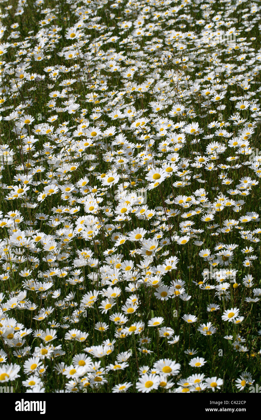 Un campo di occhio di bue Margherite, Leucanthemum vulgare. Valle di scacchi, Hertfordshire Foto Stock