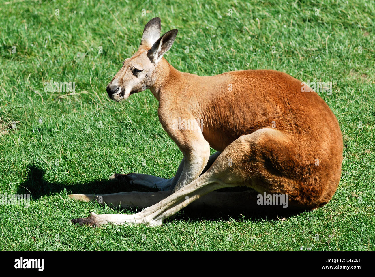 Closeup canguro rosso (Macropus rufus) giacenti sull'erba visto dal profilo Foto Stock