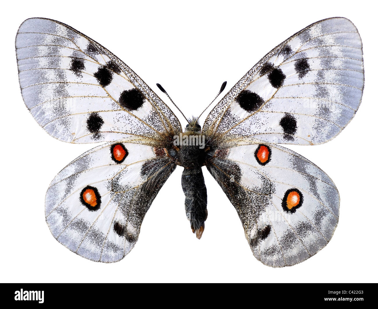 Apollo butterfly (Parnassius apollo) isolati su sfondo bianco Foto Stock