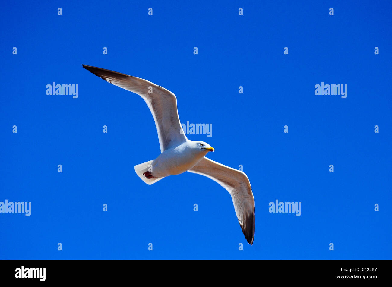 Un adulto Aringa Gabbiano in volo - Seagull (Larus argentatus) Foto Stock