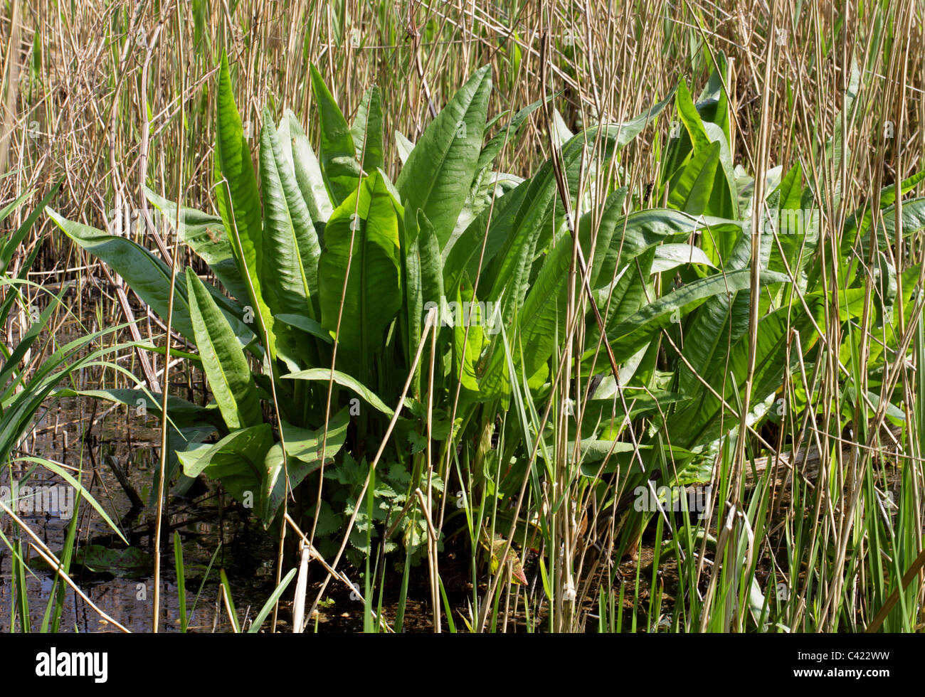 Acqua Dock, Rumex hydrolapathum, Poligonacee Foto Stock