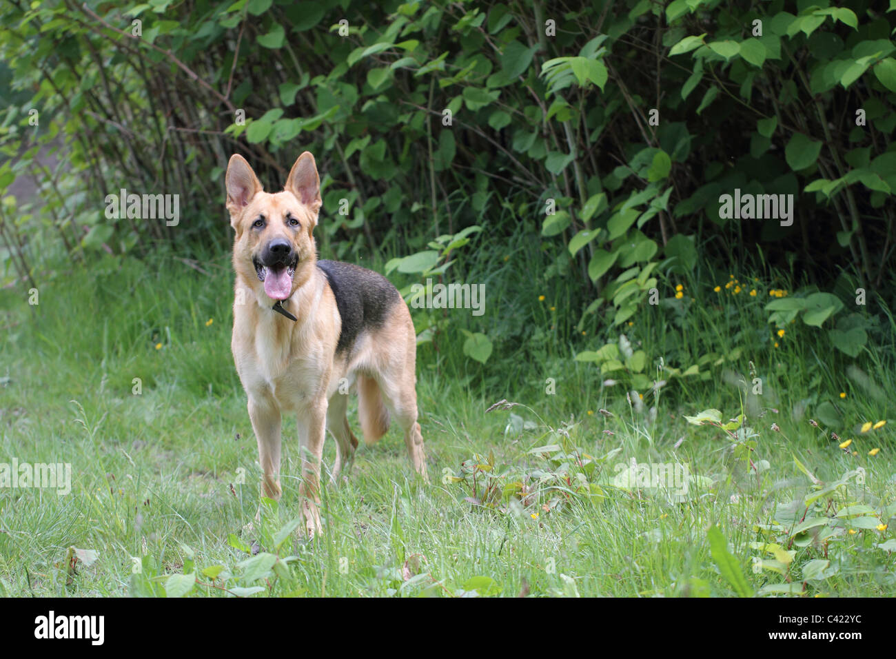 Il tedesco il cane pastore alsaziano Foto Stock