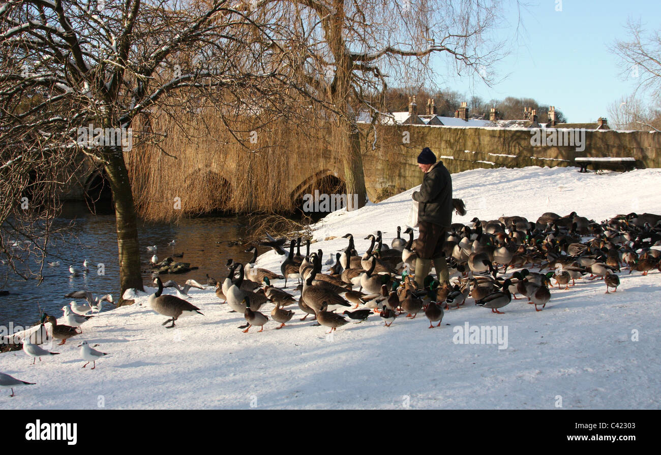 Dar da mangiare alle anatre a Bakewell nel Derbyshire Foto Stock