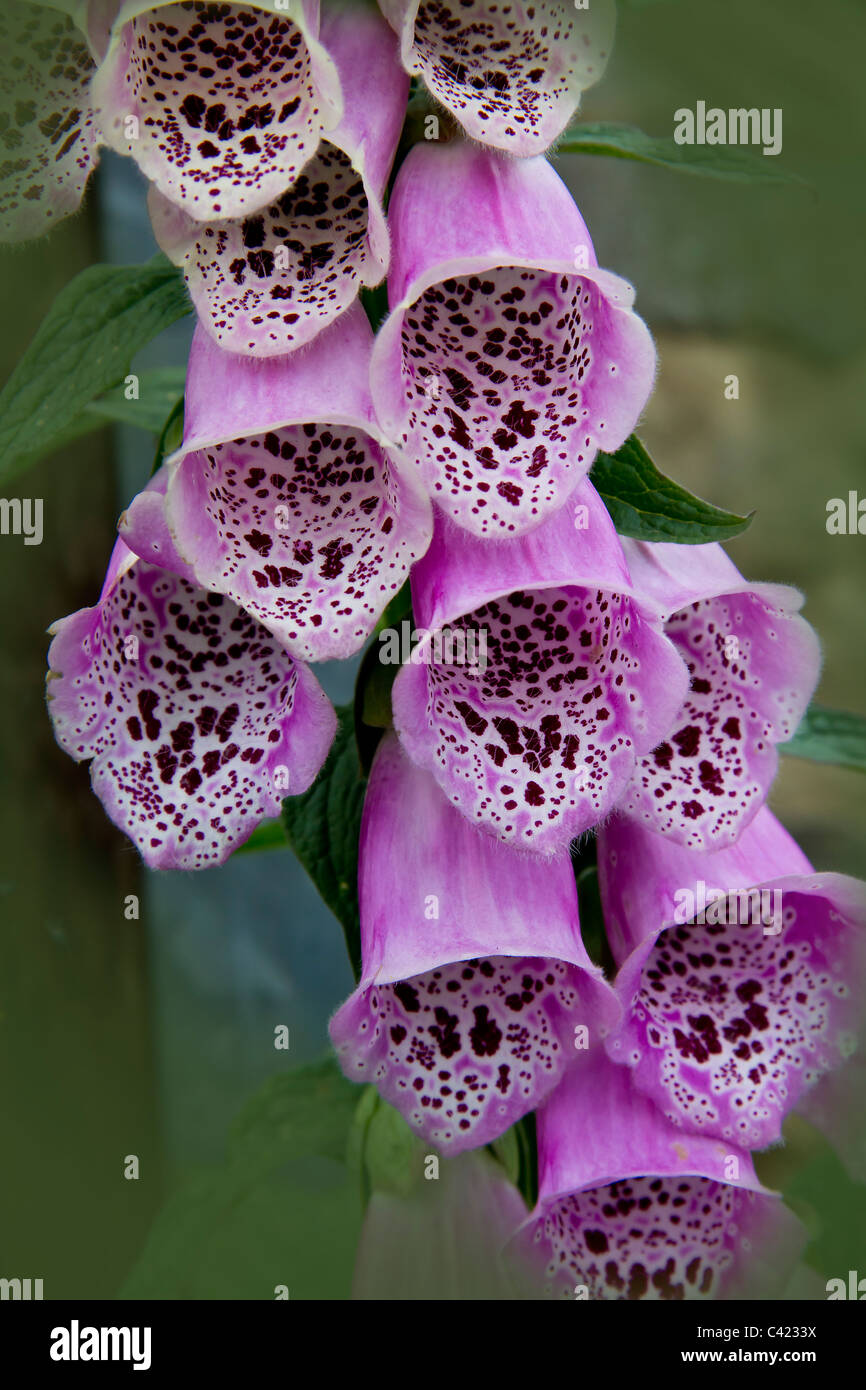 Un bel colore violetto foxglove flower Foto Stock