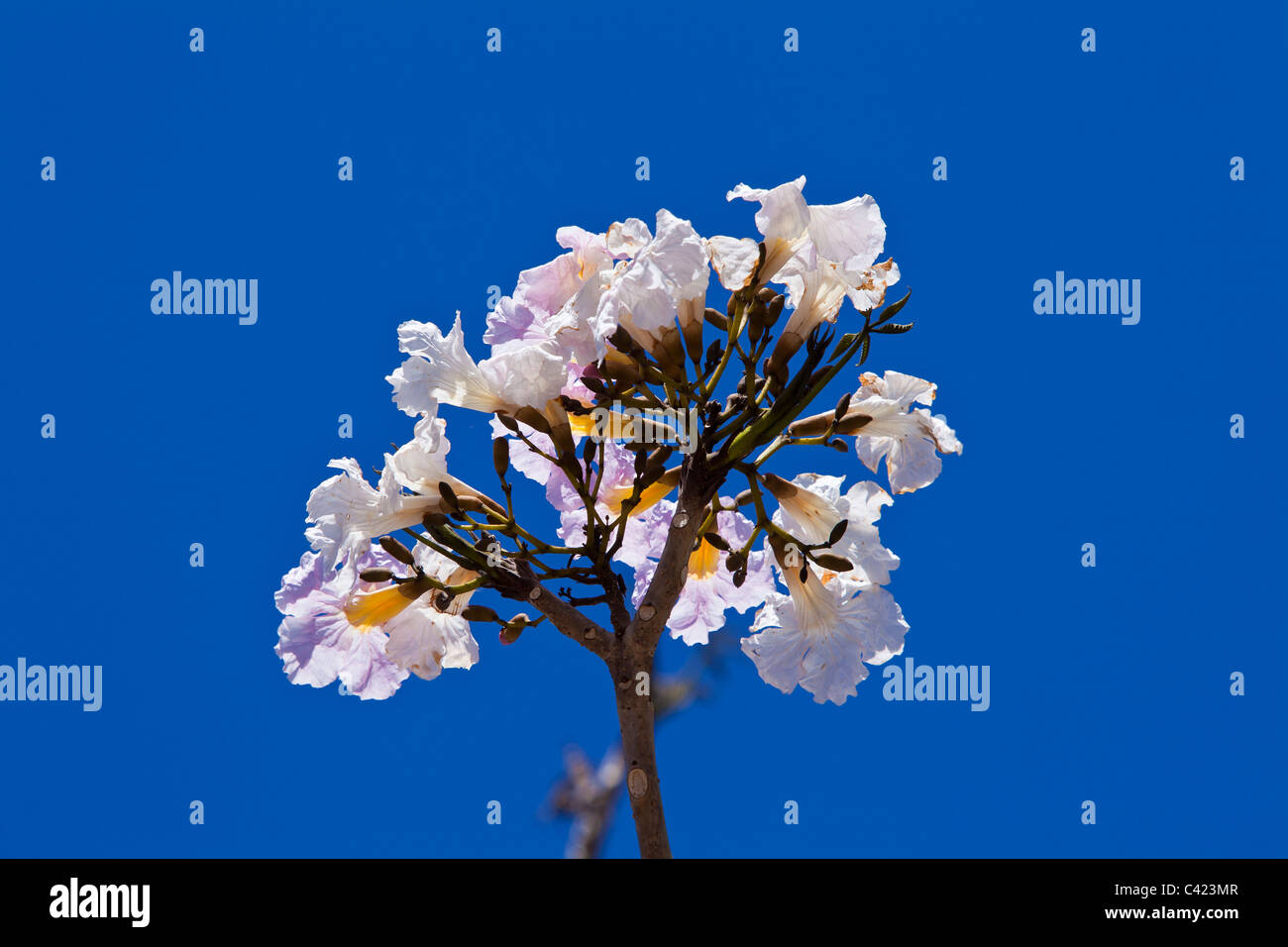 Il Savannah quercia in fiore contro un cielo blu chiaro. Questo albero fiori solo alla fine della stagione secca, quando tutte le foglie hanno f Foto Stock