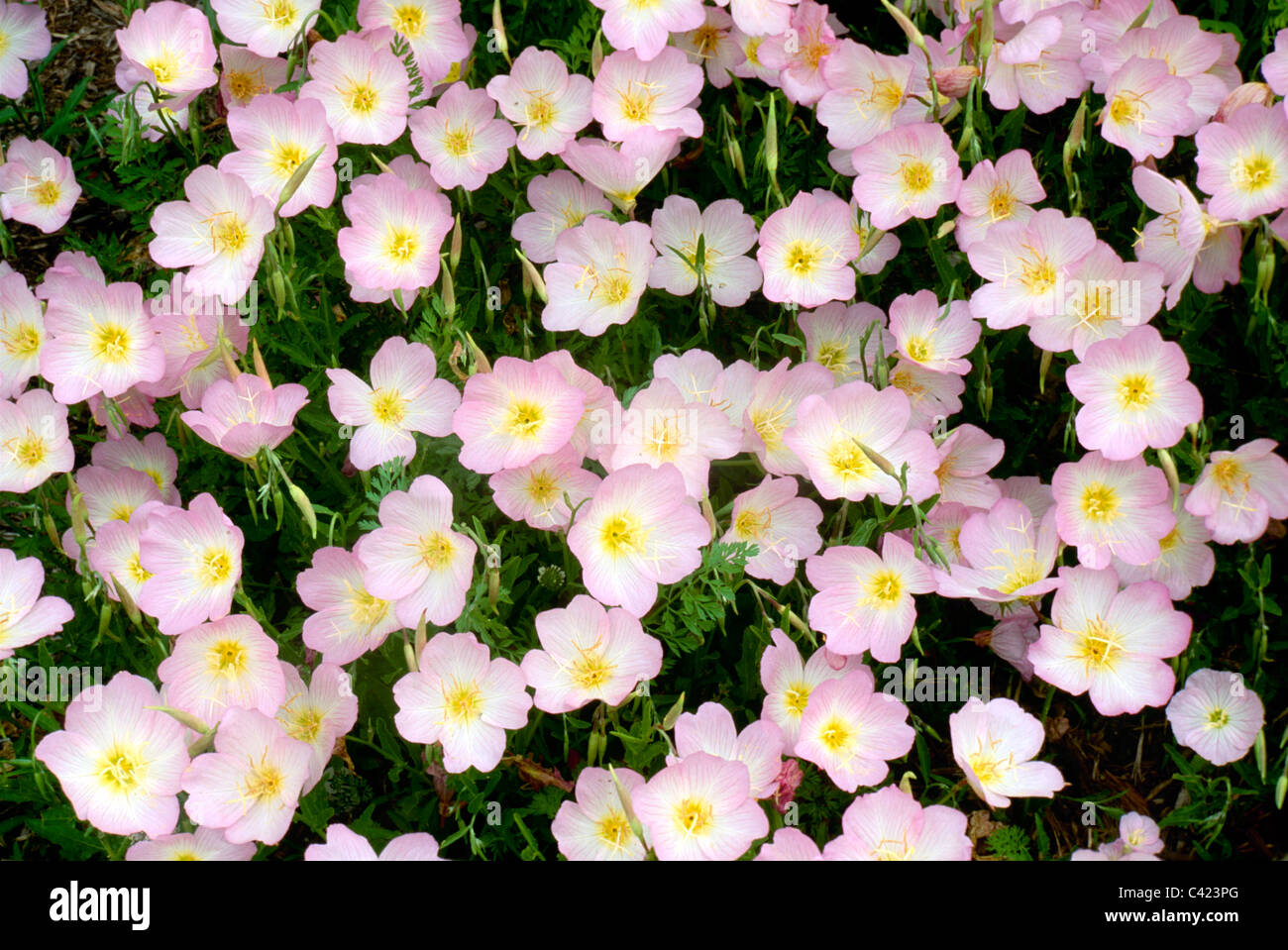Molti fiori di colore rosa che fiorisce in primavera - Evening Primerose (oenothera speciosa) close up, STATI UNITI D'AMERICA Foto Stock