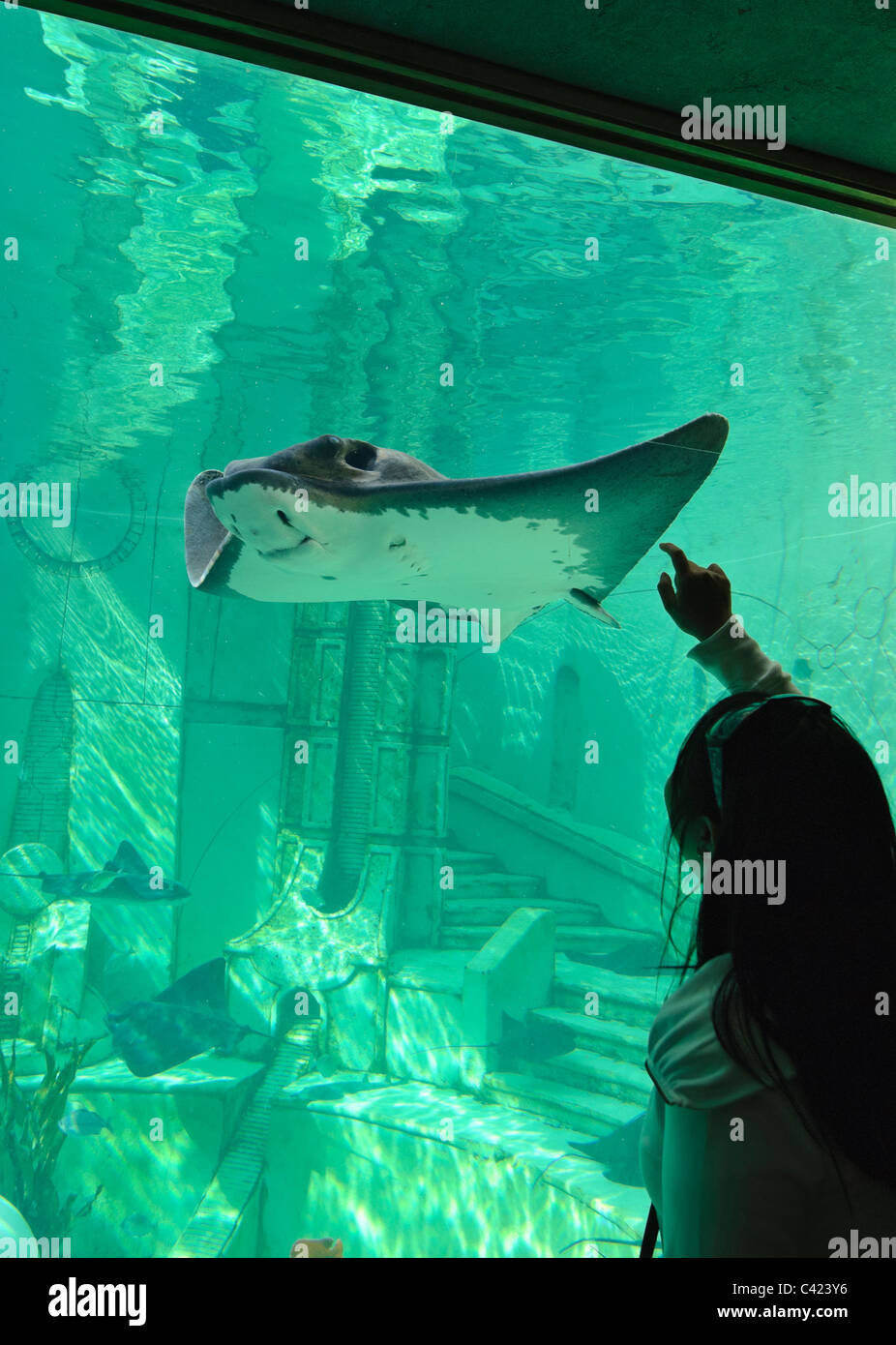 Un visitatore godendo la vista di un Bat ray a SeaWorld. Foto Stock