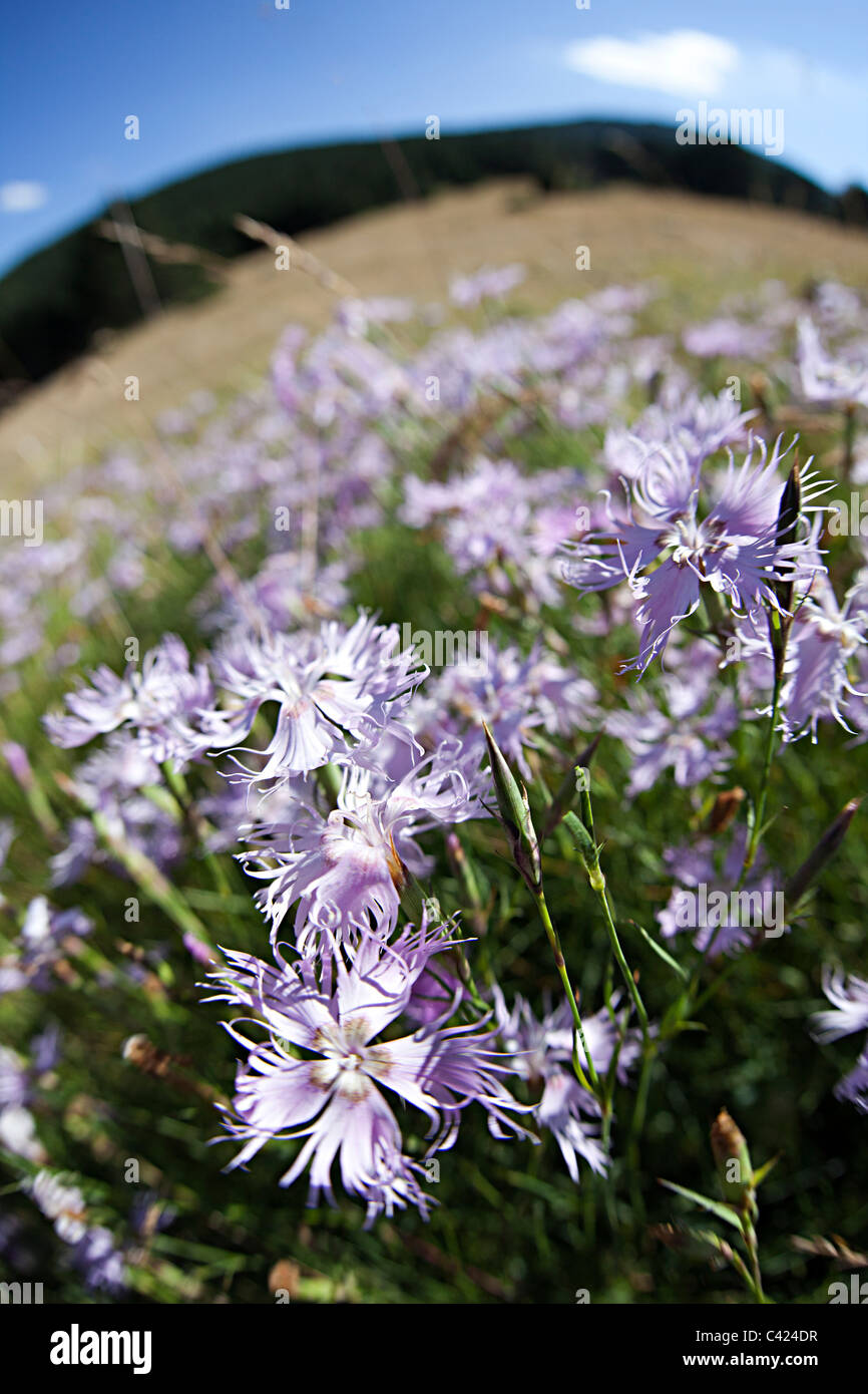 Grandi Pink Dianthus superbus fioritura sul Coll d'Ordino Andorra di montagna Foto Stock