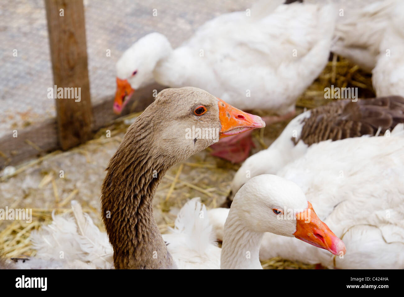 Goose uccello bianco e marrone in testa da cortile collo closeup Foto Stock