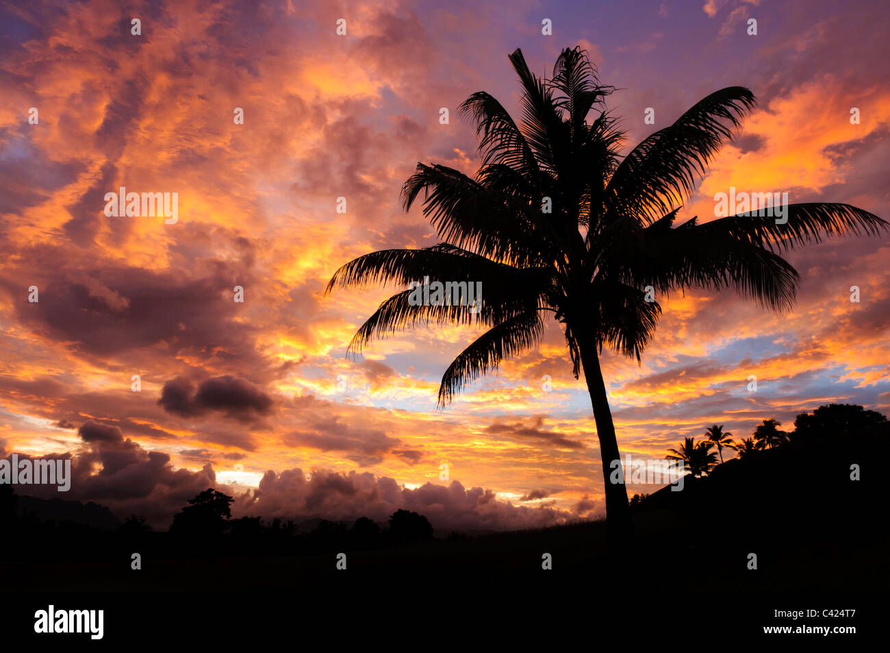 Sunrise di cocco e di palma, Nadi, isola di Viti Levu, Fiji. Foto Stock