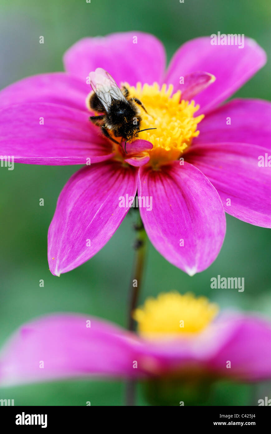 Macro bumblebee avanzamento sul cuore giallo di viola Fiore Dahlia Foto Stock