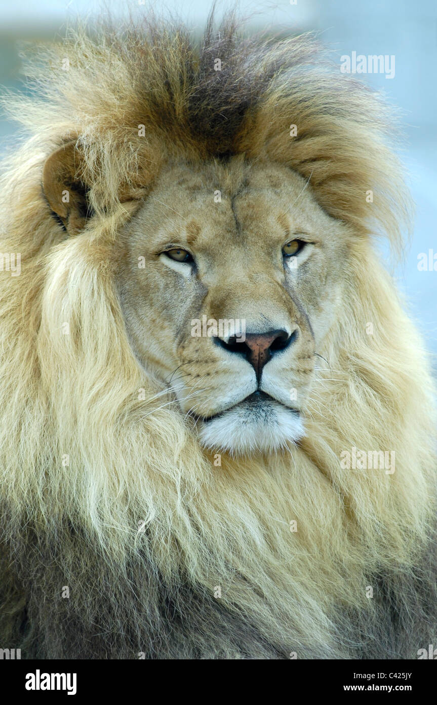Ritratto frontale di Lion (Panthera leo) Foto Stock