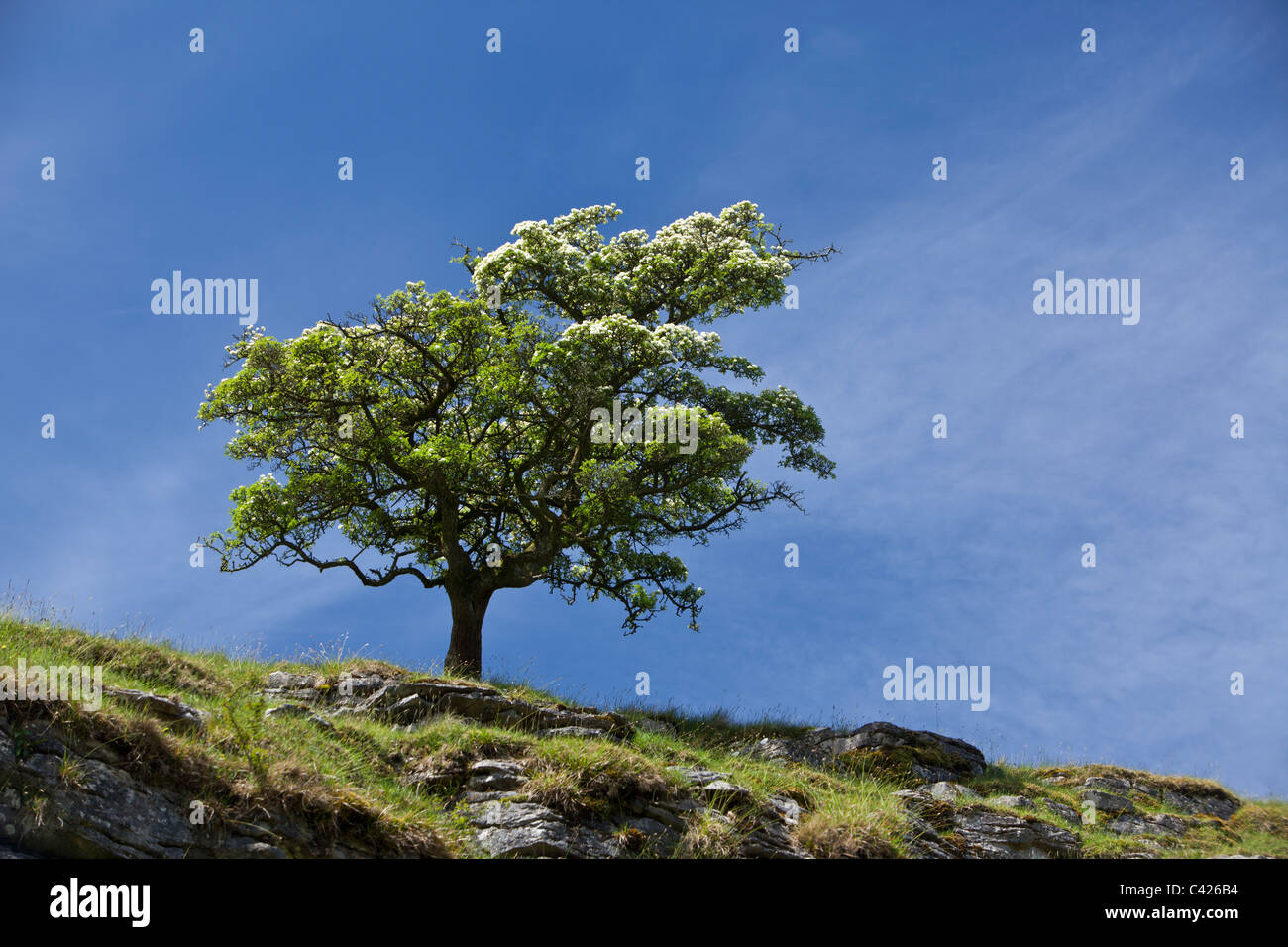Albero di biancospino, Crataegus mongyna, Ingleton, North Yorkshire Foto Stock
