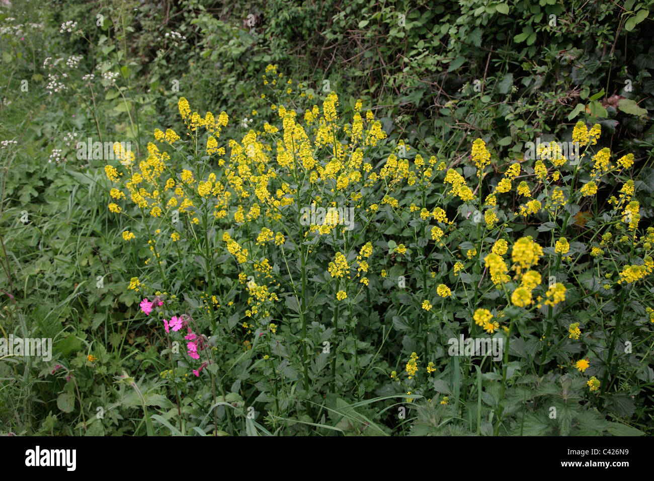 Inverno comune crescione o razzo giallo - Barbarea vulgaris Foto Stock