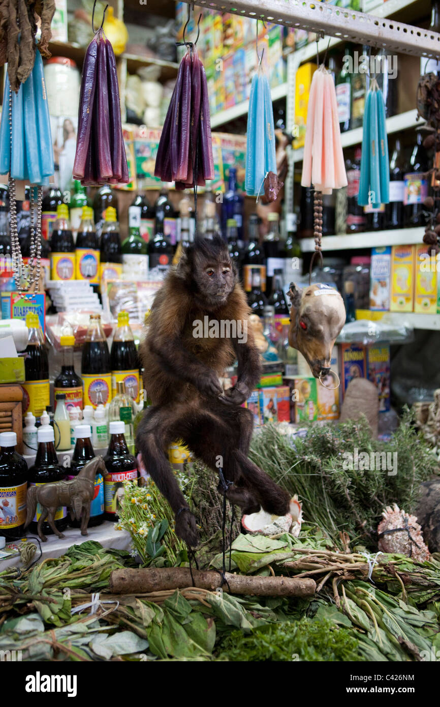 Il Perù, Chiclayo, stregoneria, Sciamano mercato. Spider monkey. Foto Stock