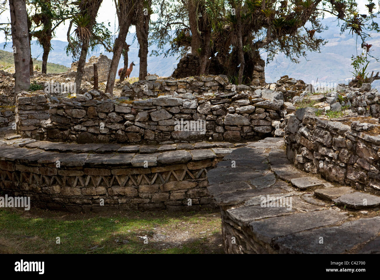 Il Perù, Chachapoyas, Kuelap insediamento montano e la cittadella della città, costruita dalla cultura Chachapoyas (900-1200 AD). Llama. Foto Stock