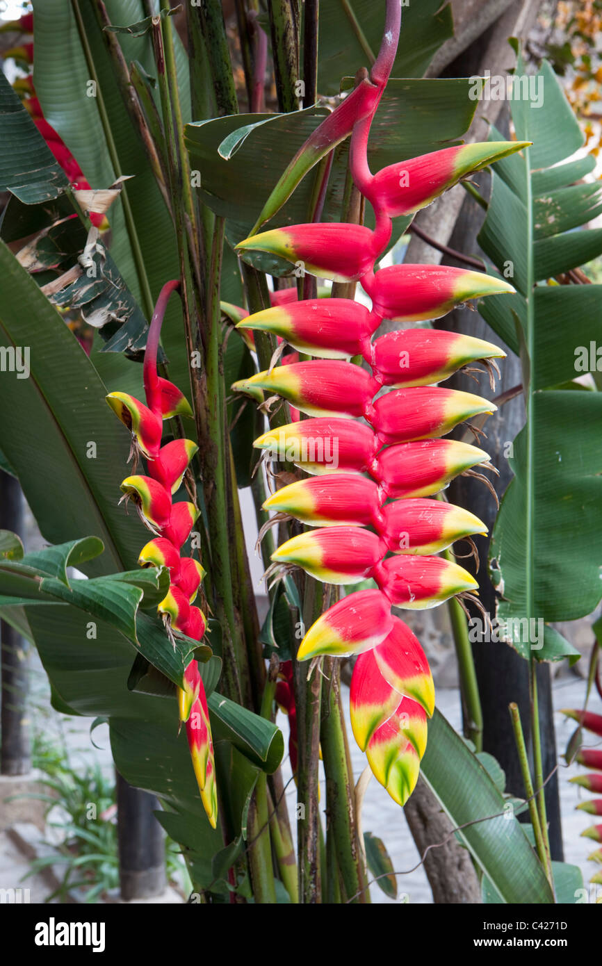 Il Perù, Chachapoyas, Station Wagon Estancia Chillo. Heliconia fiore nel giardino. Foto Stock