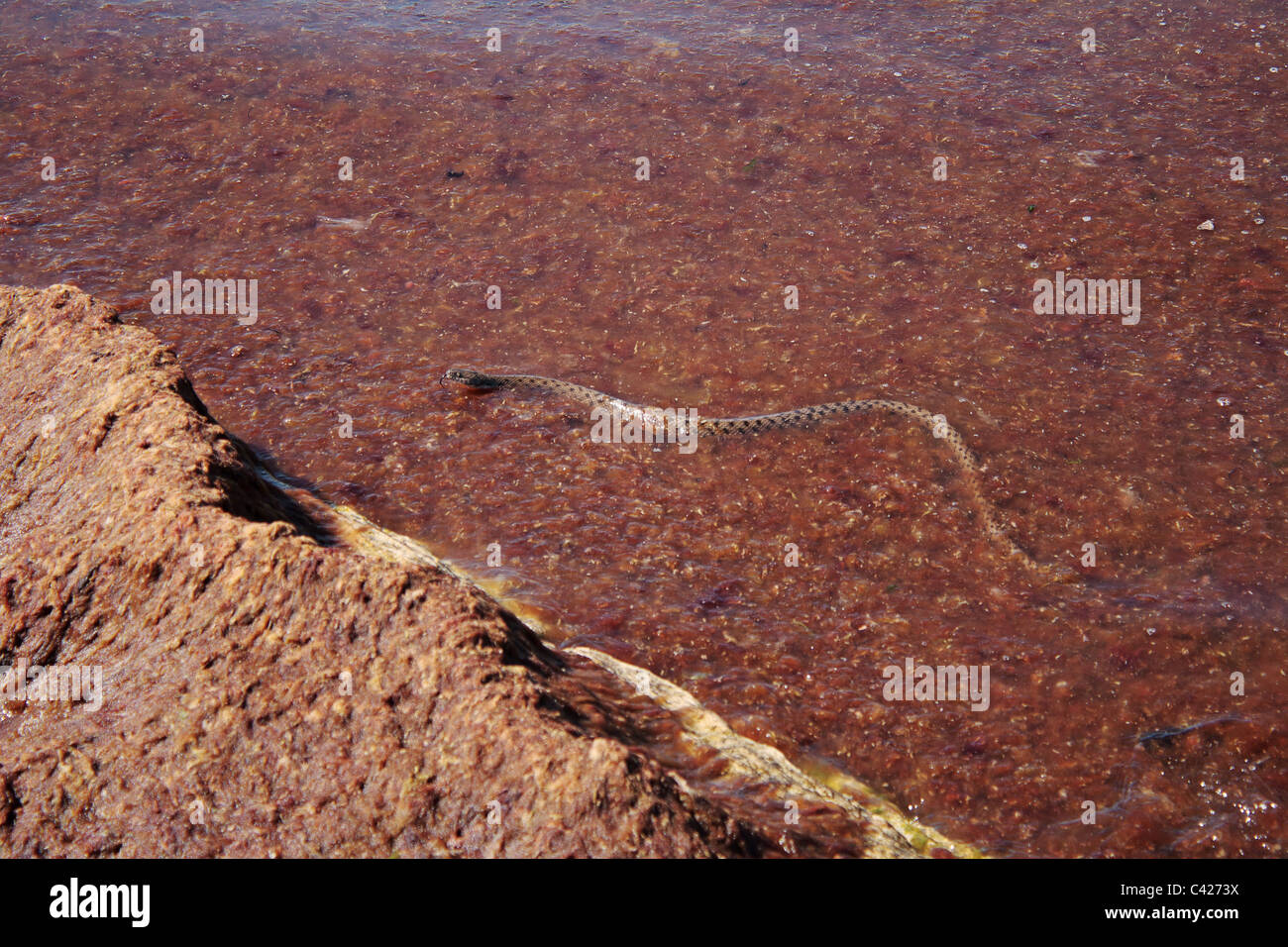 A becco giallo (Caspian) sea snake nuota nel fango. Foto Stock