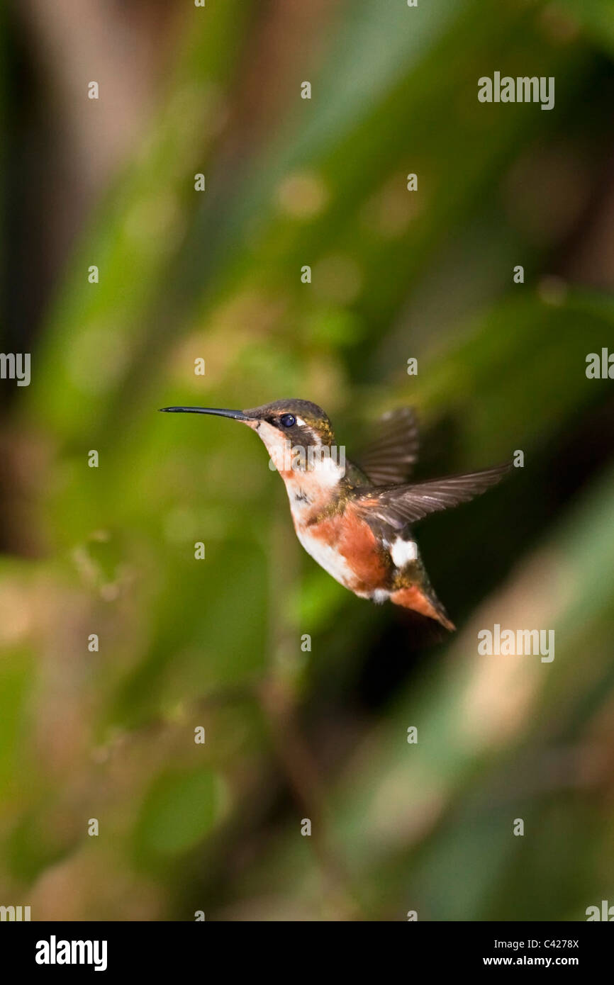 Colibrì nel giardino del museo Kentikafe coffee shop. Bianco-Woodstar panciuto. ( Chaetocercus mulsant ). Femmina. Foto Stock