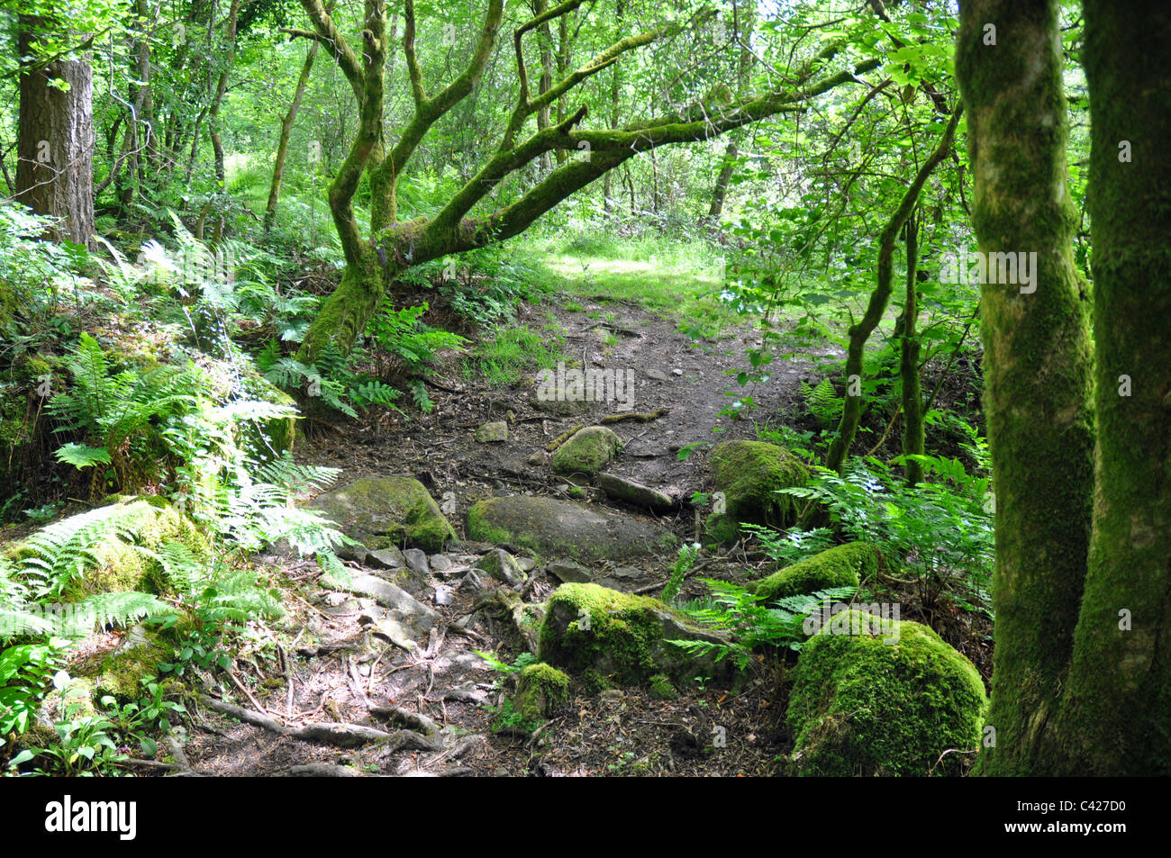 Burrator, Devon, Inghilterra: native bosco misto Foto Stock