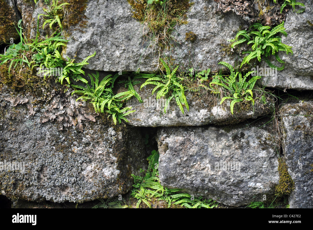 Tavistock, Devon, Inghilterra: felci in un muro di pietra Foto Stock
