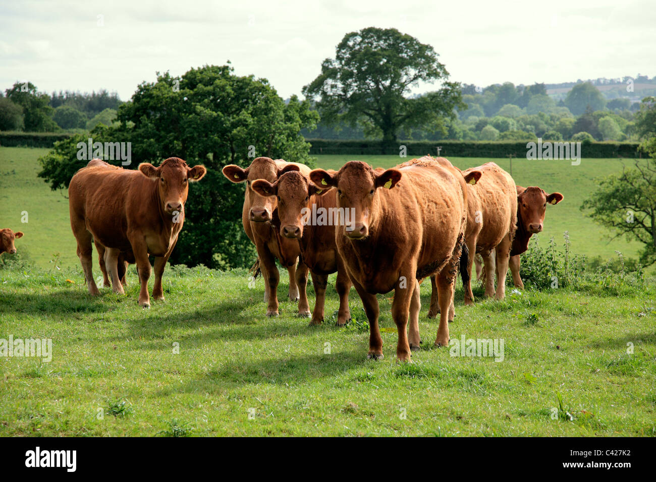 South Devon per le vacche nutrici Foto Stock