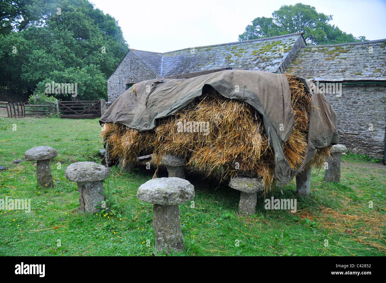 Tavistock, Devon, Inghilterra: staddle pietre utilizzate a sostegno delle colture di fieno Foto Stock
