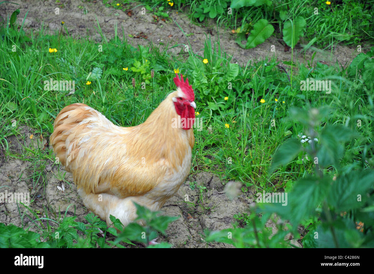 Morwellham Quay, Devon, Inghilterra: polli ruspanti su una fattoria restaurata Foto Stock