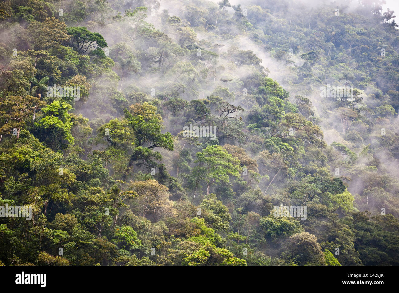 Il Perù, San Pedro, il Parco Nazionale del Manu, Cloud Forest. UNESCO - Sito Patrimonio dell'umanità. Foto Stock