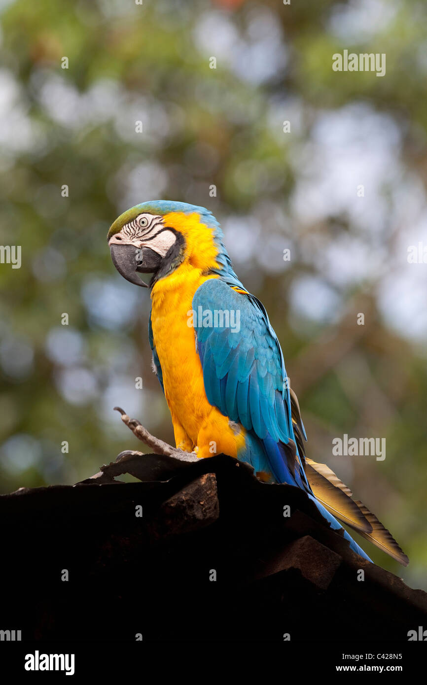 Il Perù, Boca Manu, Blanquillo, Parco Nazionale del Manu, Sito Patrimonio Mondiale dell'UNESCO, il blu e il giallo Macaw ( Aras ararauna ). Cattività Foto Stock