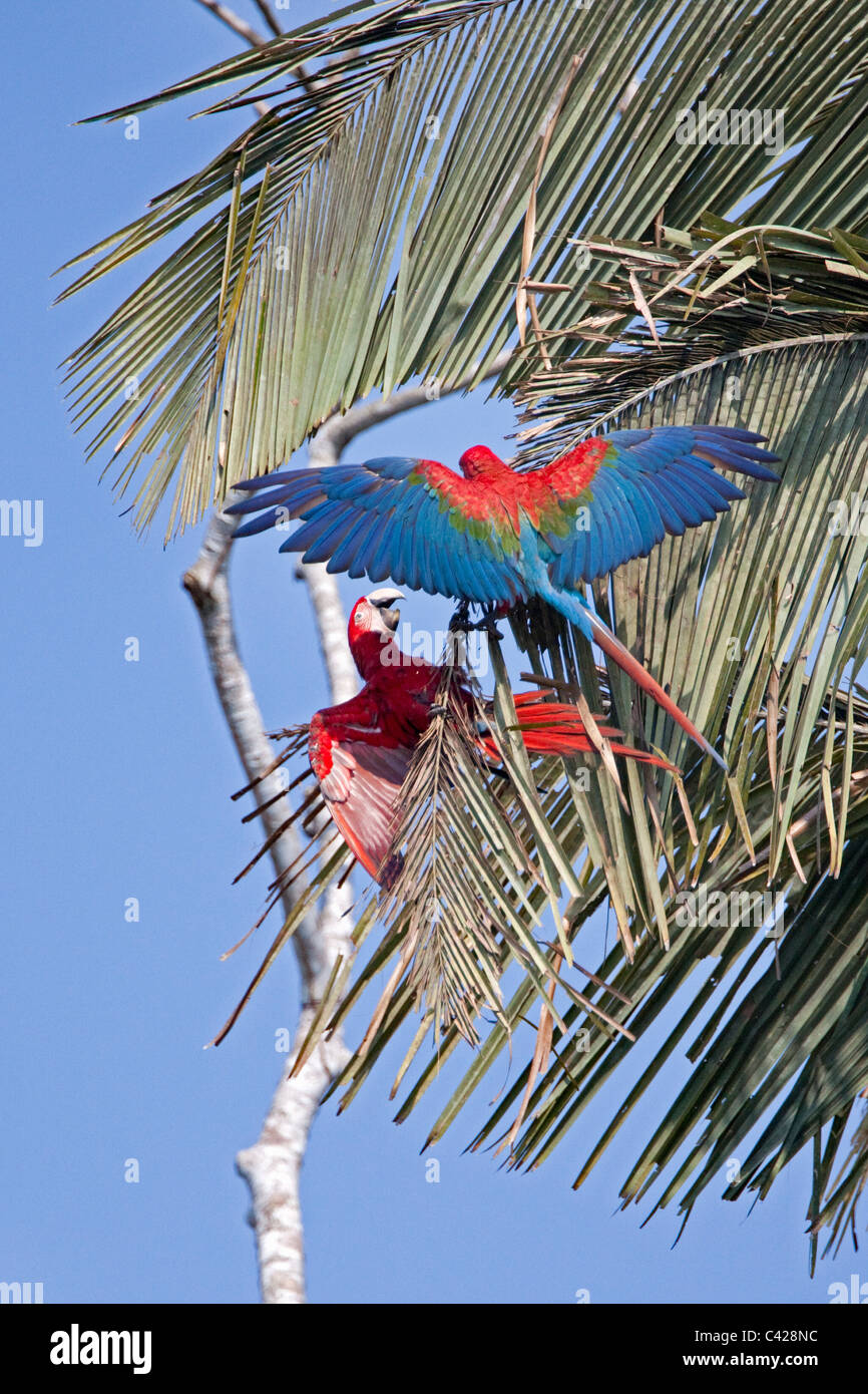 Parco Nazionale del Manu, il rosso e il verde Macaws ( Ara chloroptera ) vicino a Tambo Blanquillo leccare di argilla. Foto Stock
