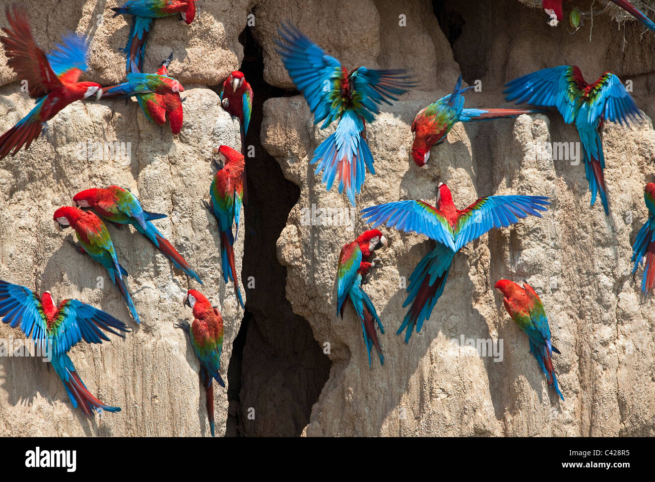 Parco Nazionale del Manu, il rosso e il verde Macaws ( Ara chloroptera ) ingestione di argilla da Tambo Blanquillo leccare di argilla. Foto Stock