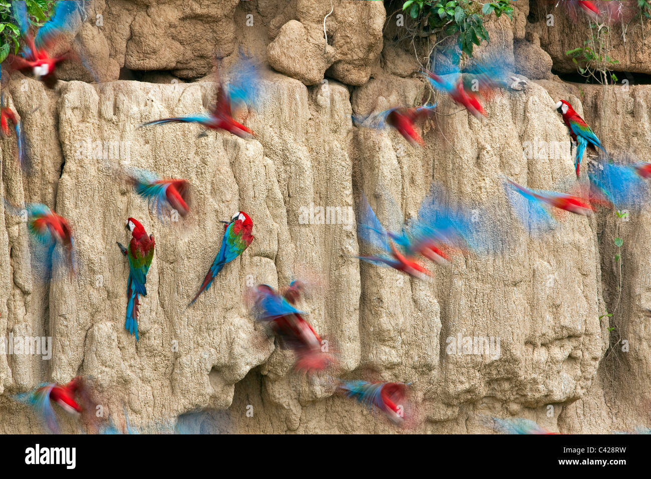 Parco Nazionale del Manu, il rosso e il verde Macaws ( Ara chloroptera ) ingestione di argilla da Tambo Blanquillo leccare di argilla. Foto Stock