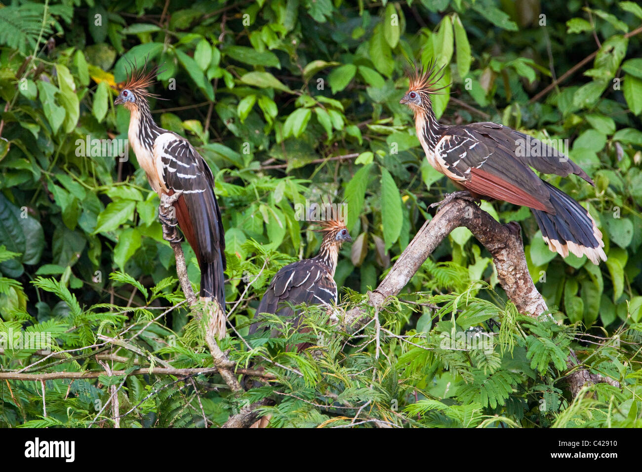 Il Perù, Boca Manu, Blanquillo, Parco Nazionale del Manu, Sito Patrimonio Mondiale dell'UNESCO. Uccelli Hoatzin ( Opisthocomus hoazin ). Foto Stock