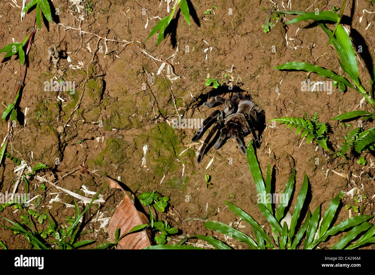 Il Perù, Boca Manu, Blanquillo, Parco Nazionale del Manu, Sito Patrimonio Mondiale dell'UNESCO. Tarantula spider provenienti dal suo foro. Foto Stock