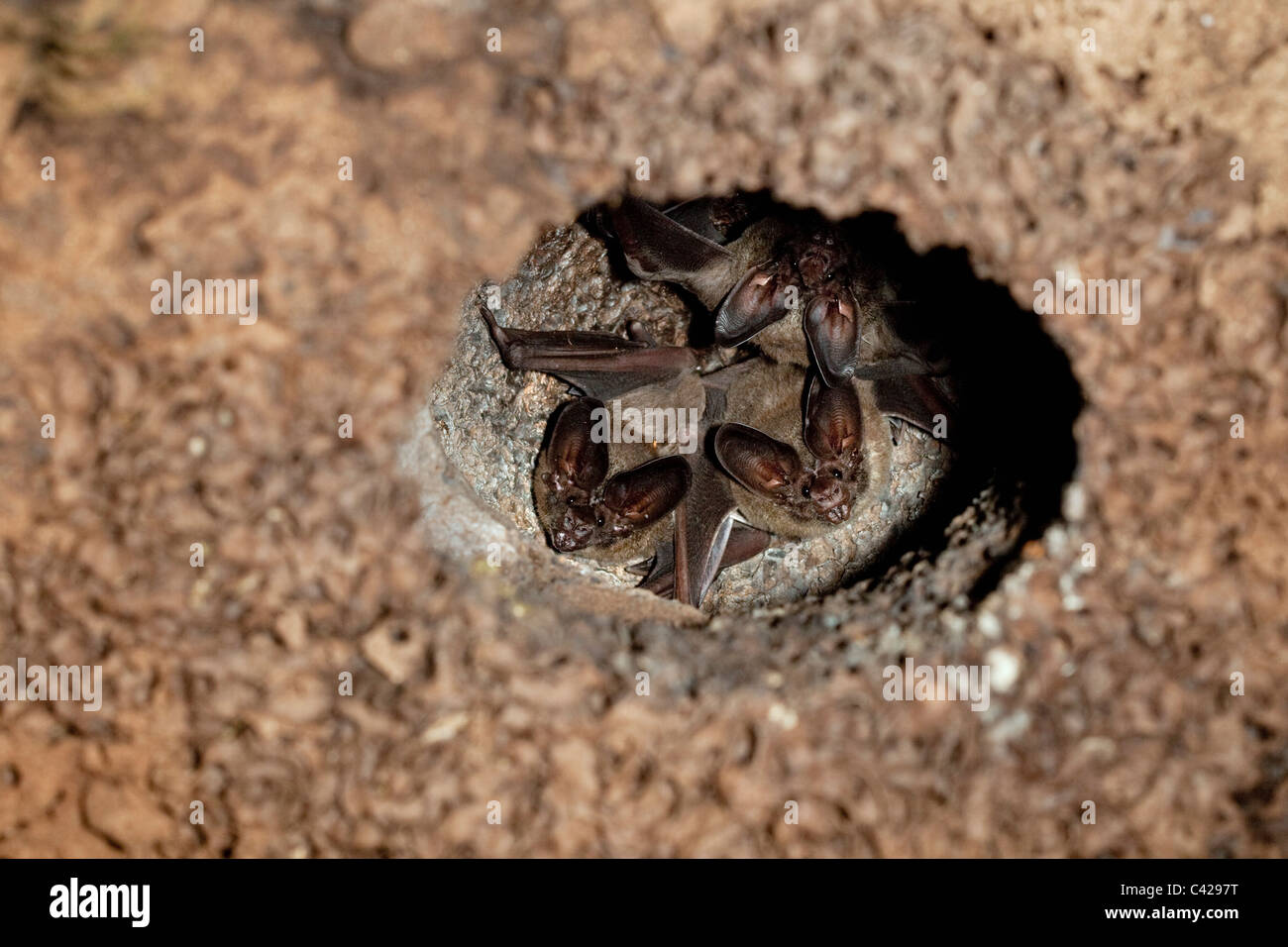 Il Perù, Boca Manu, Blanquillo, Manu National Park, 3 giovani pipistrelli nel nido, situati nella ex termite nido. Foto Stock