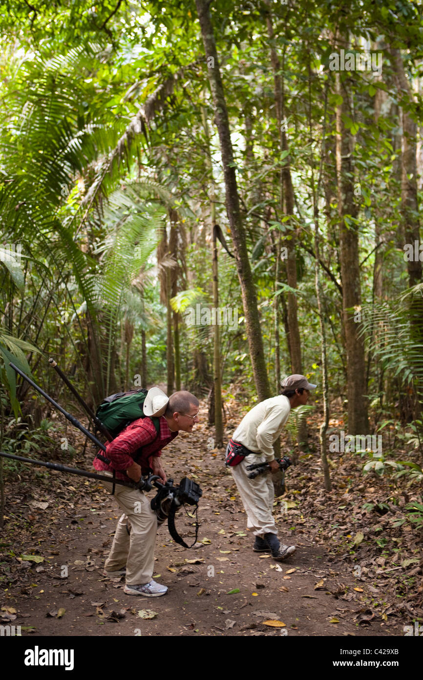 Il Perù, Boca MANU Manu National Park, sito Patrimonio Mondiale dell'UNESCO, cercando pecaries. Foto Stock