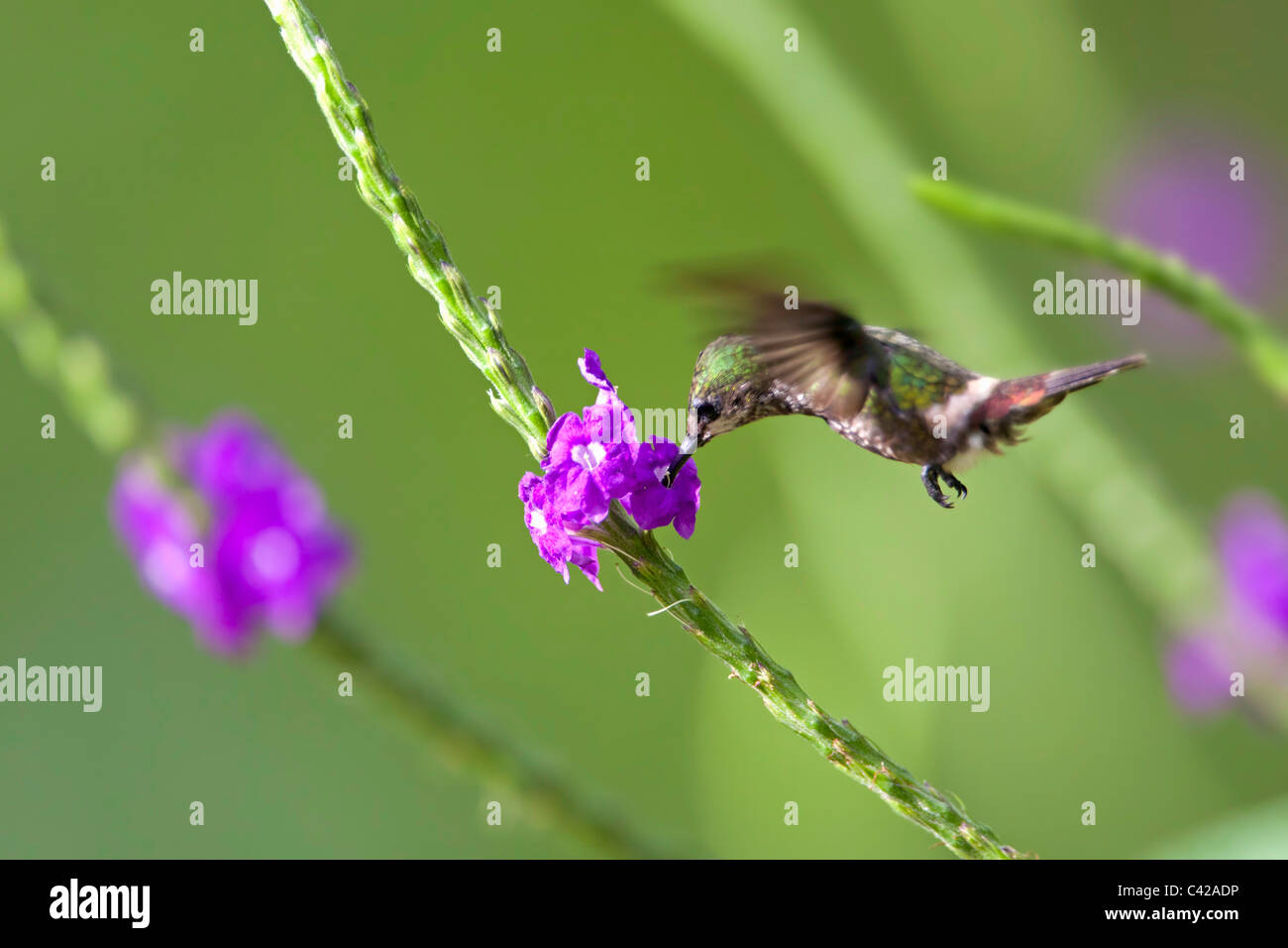 Il Perù, Cruz de Mayo, il Parco Nazionale del Manu, Pantiacolla montagne. Festive Coquette Hummingbird ( Lophornis Chalybeus ). Femmina. Foto Stock