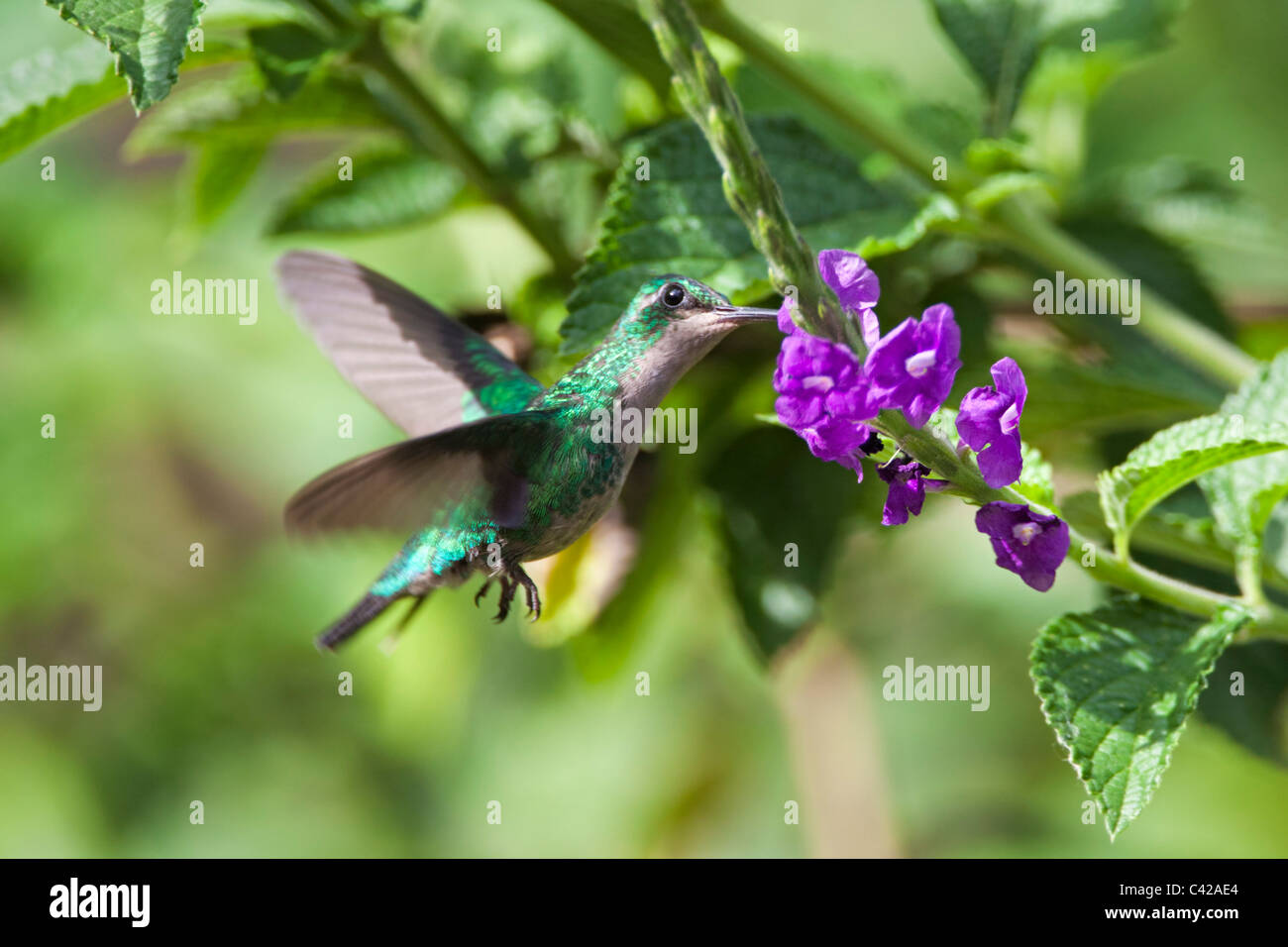 Il Perù, Cruz de Mayo, il Parco Nazionale del Manu, Pantiacolla montagne. Grigio-breasted Sabrewing hummingbird (largipennis Campylopterus). Foto Stock