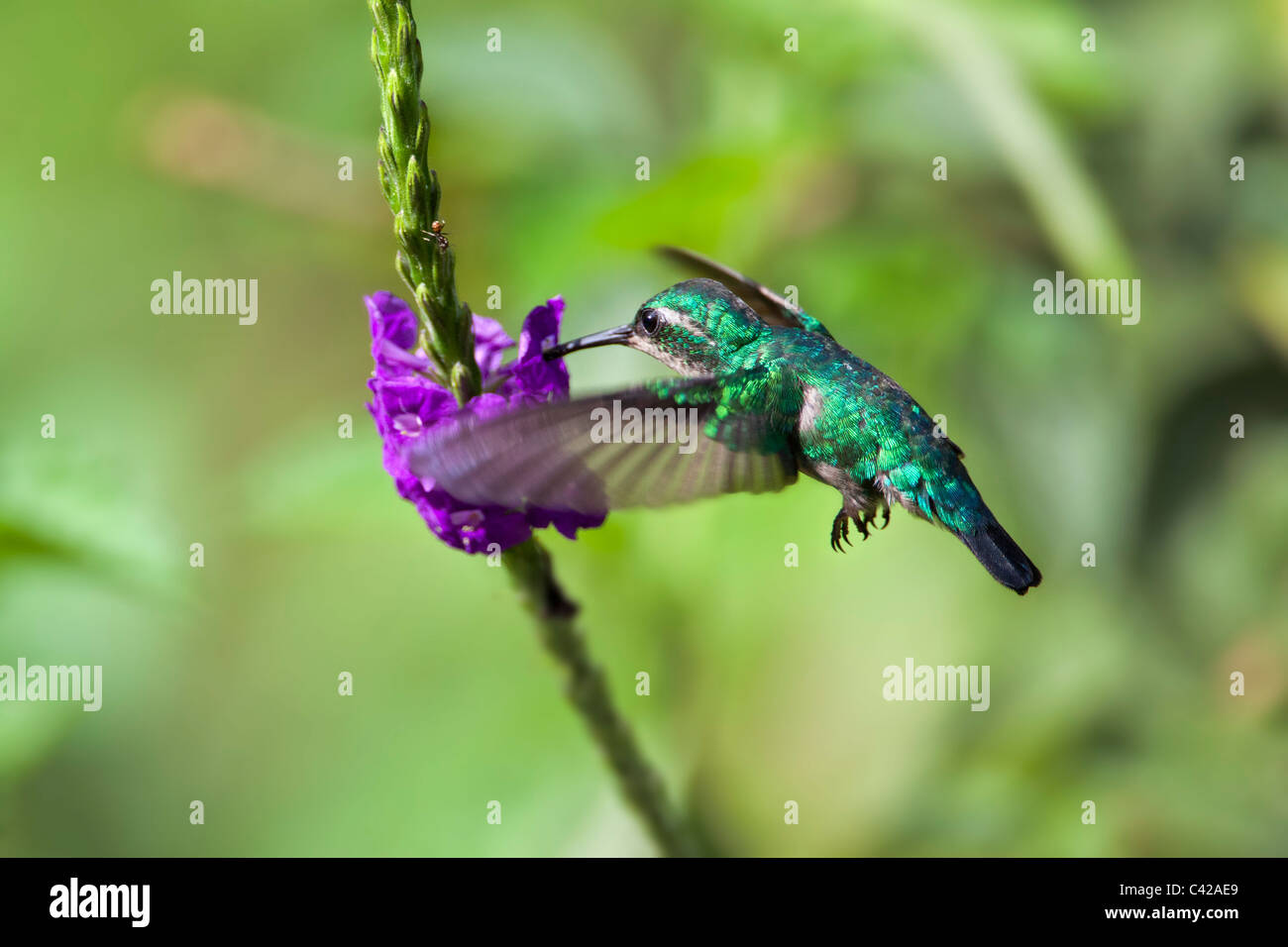 Il Perù, Cruz de Mayo, il Parco Nazionale del Manu, Pantiacolla montagne. Grigio-breasted Sabrewing hummingbird (largipennis Campylopterus). Foto Stock