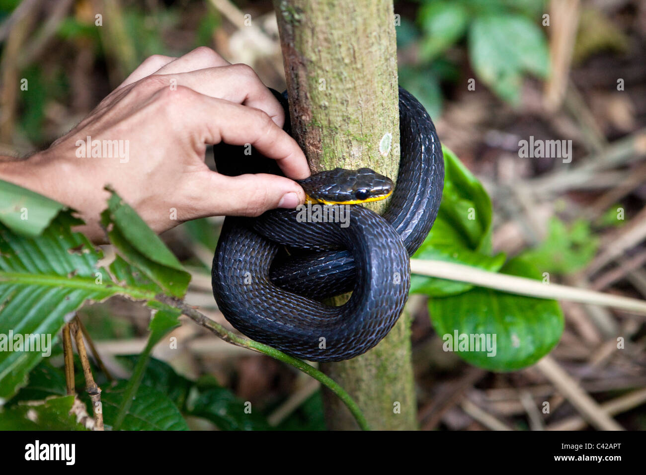 Parco Nazionale del Manu, Pantiacolla montagne. Ricercatore biologo / / herpetologist Alejandro Montoga Londono con snake. Foto Stock