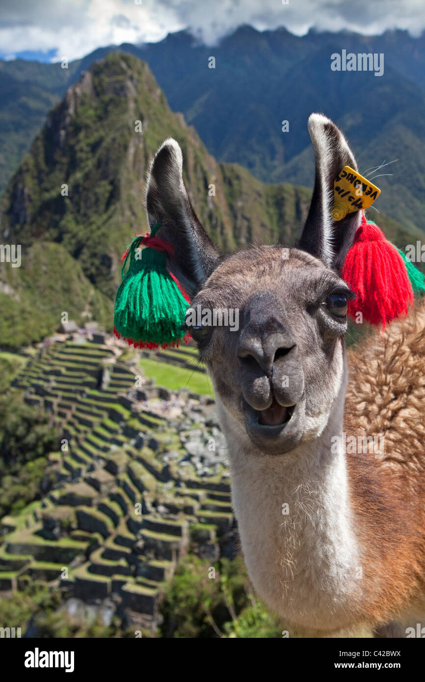 Il Perù, Aguas Calientes, Machu Picchu.del XV secolo sito Inca situato a 2.430 metri (7,970 ft) sopra il livello del mare. Llama. (Lama glama) Foto Stock