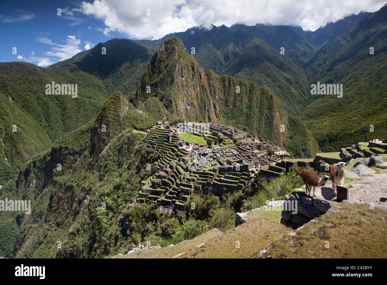 Il Perù, del XV secolo sito Inca situato a 2.430 metri (7,970 ft) sopra il livello del mare. Llama (Lama glama). Foto Stock