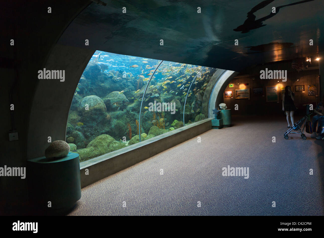 Grande vetro curvo acquario punto di osservazione all'Acquario della Florida a Tampa, Florida, Stati Uniti d'America Foto Stock