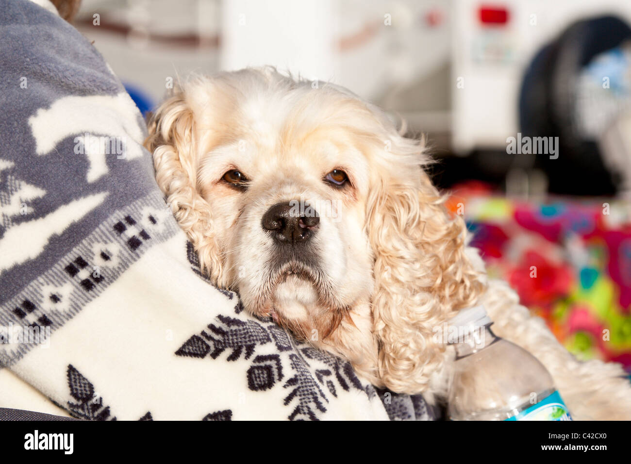 Cocker Spaniel cane nel proprietario del giro Foto Stock