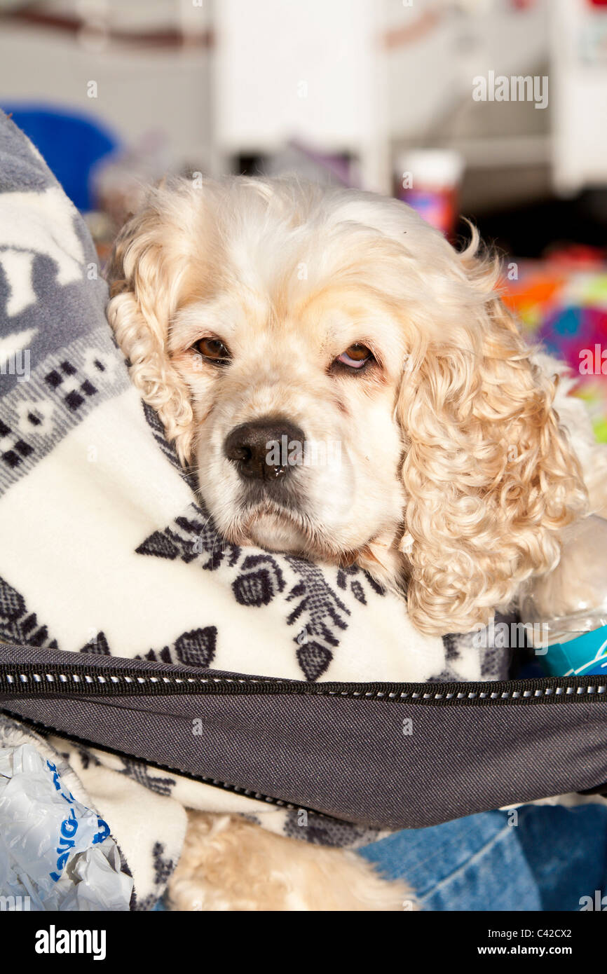Cocker Spaniel cane nel proprietario del giro Foto Stock